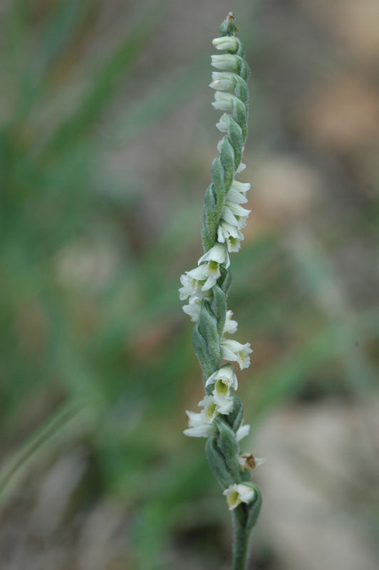 spiranthes spiralis